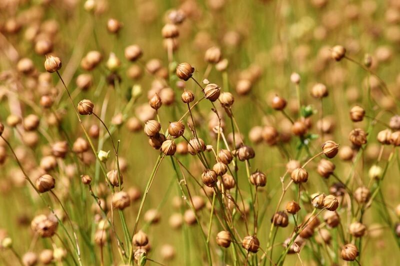File:Flax fairmormon image.jpg