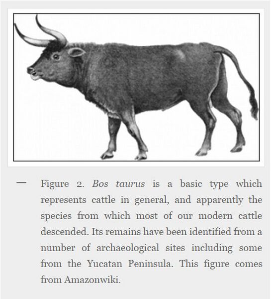 Ficheiro:Bos taurus yucatan peninsula.jpg