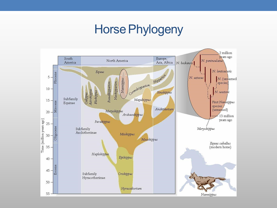 The Presence of PreColumbian Horses in America FAIR