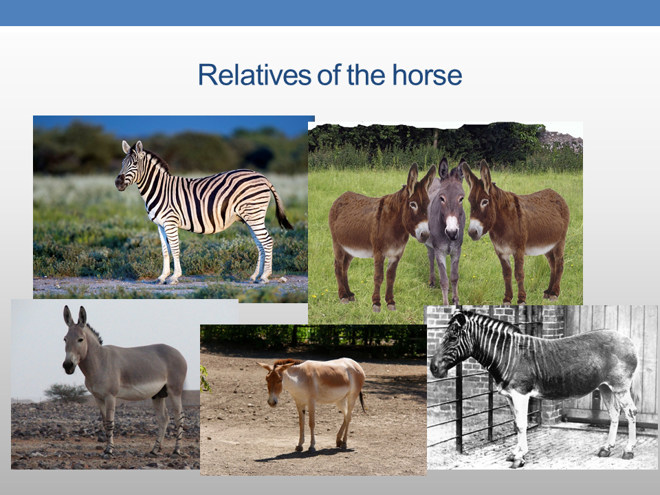 The Presence of PreColumbian Horses in America FAIR