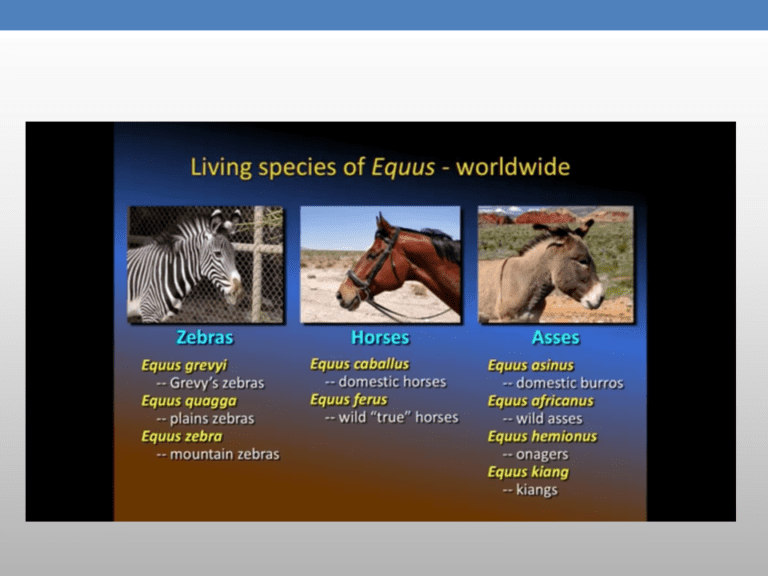 The Presence of PreColumbian Horses in America FAIR