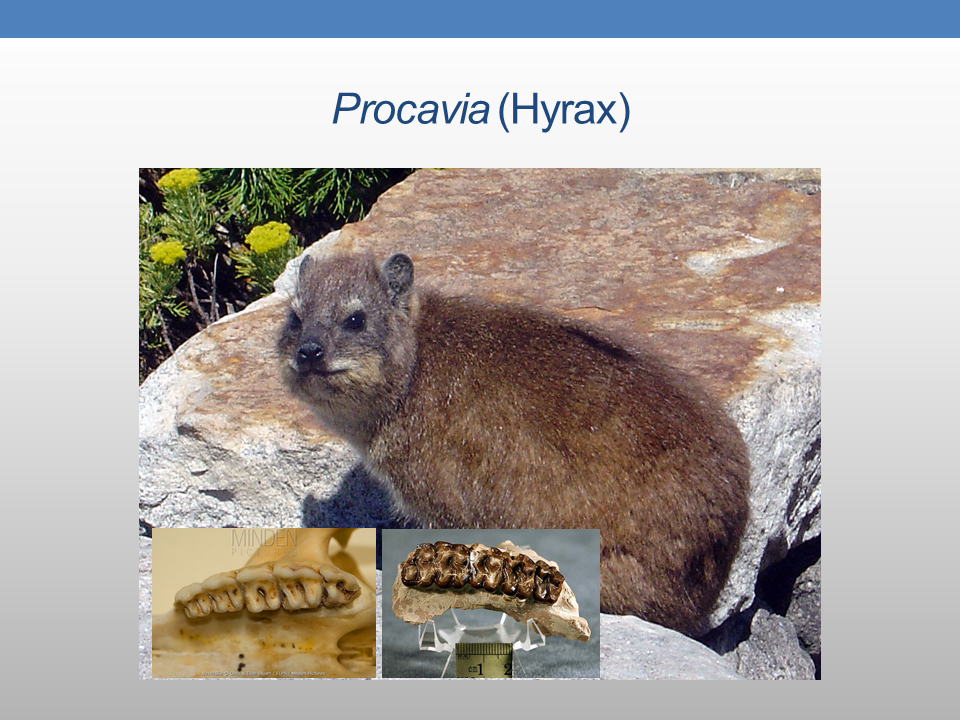 The Presence of PreColumbian Horses in America FAIR