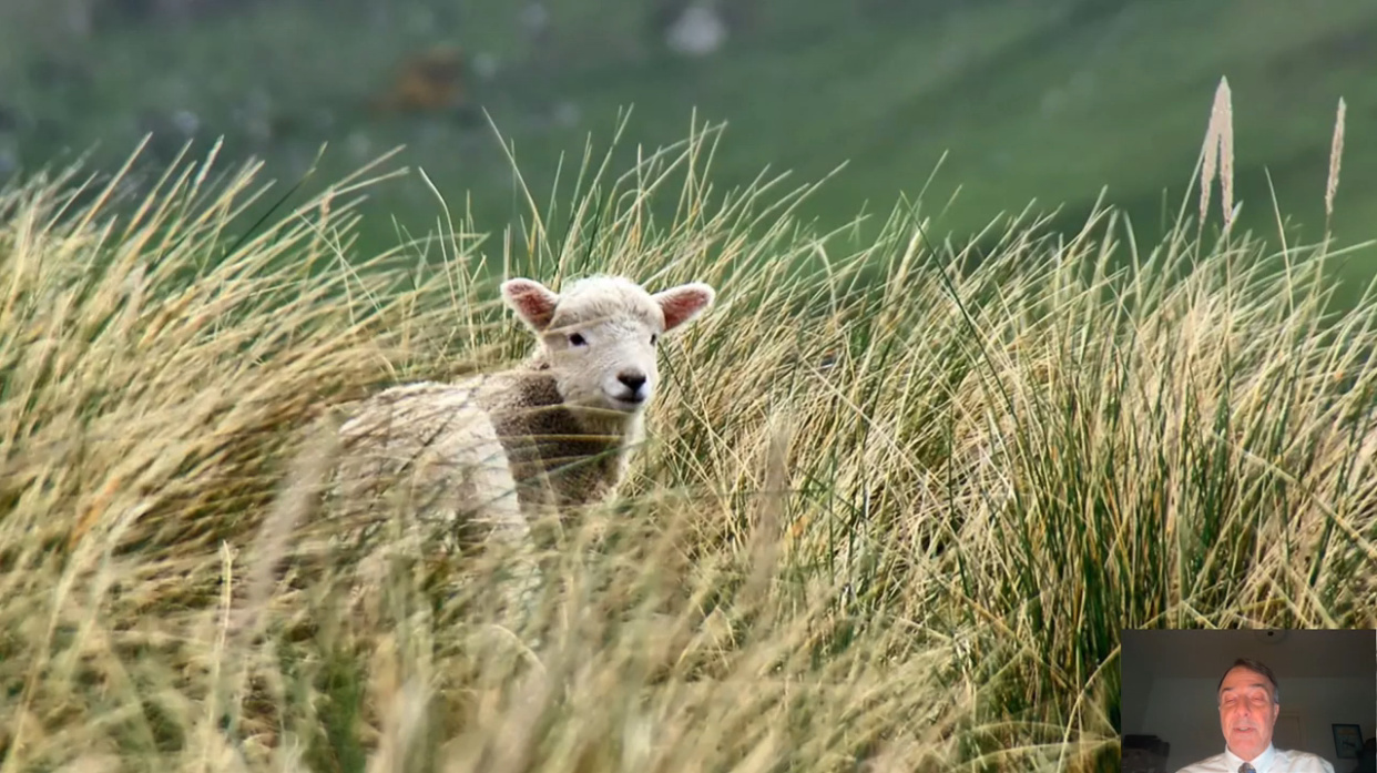  Photograph of a lone lamb standing amid tall grass.